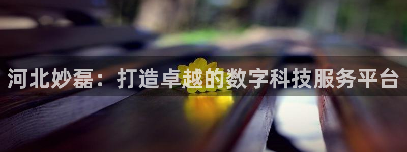 河北妙磊：打造卓越的数字科技服务平台